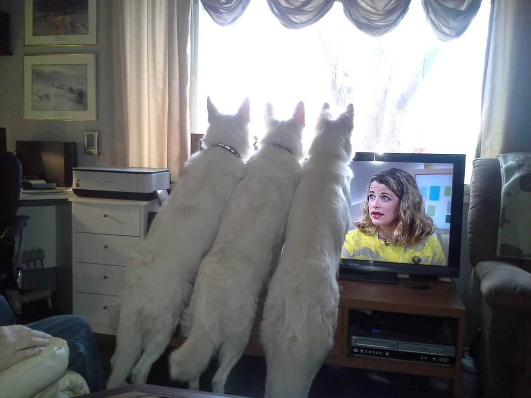 Tämä on mun lempikuva kolmikosta. Maya, Inka ja Fani. Yhdessä jälleen taivaan tähtitarhassa. ❤️