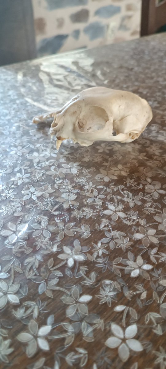 Le Mohican tweet media