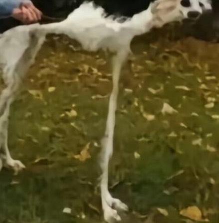 JuanDelCaudillo's tweet photo. Asi tengo al hijo puta de mi perro despues de haberme matao al canario el mu cabron, veras como ya no se zampa ni uno mas, lo voy a tener en ayuna hasta Nochevieja a ver si escarmienta https://t.co/hrrjsLAZ0Q