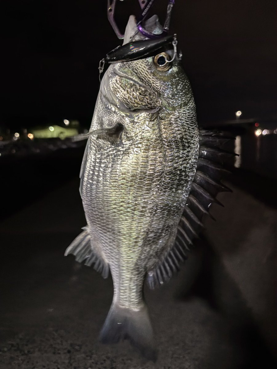 Rqr2X's tweet photo. 玉島でひさしぶりにGEMで足元探ってみたら釣れました。このあともう1匹追加して満足
#APIA #GEM https://t.co/vbAaINMHcq