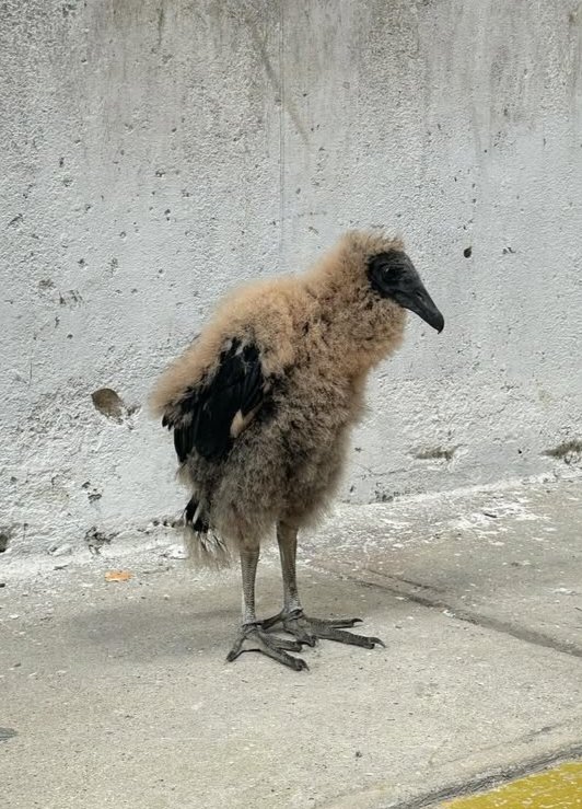 Shadoo_creeture's tweet photo. I was looking for more vulture photos and I managed to find the most chopped creature in existence https://t.co/lJDiqOHO9O