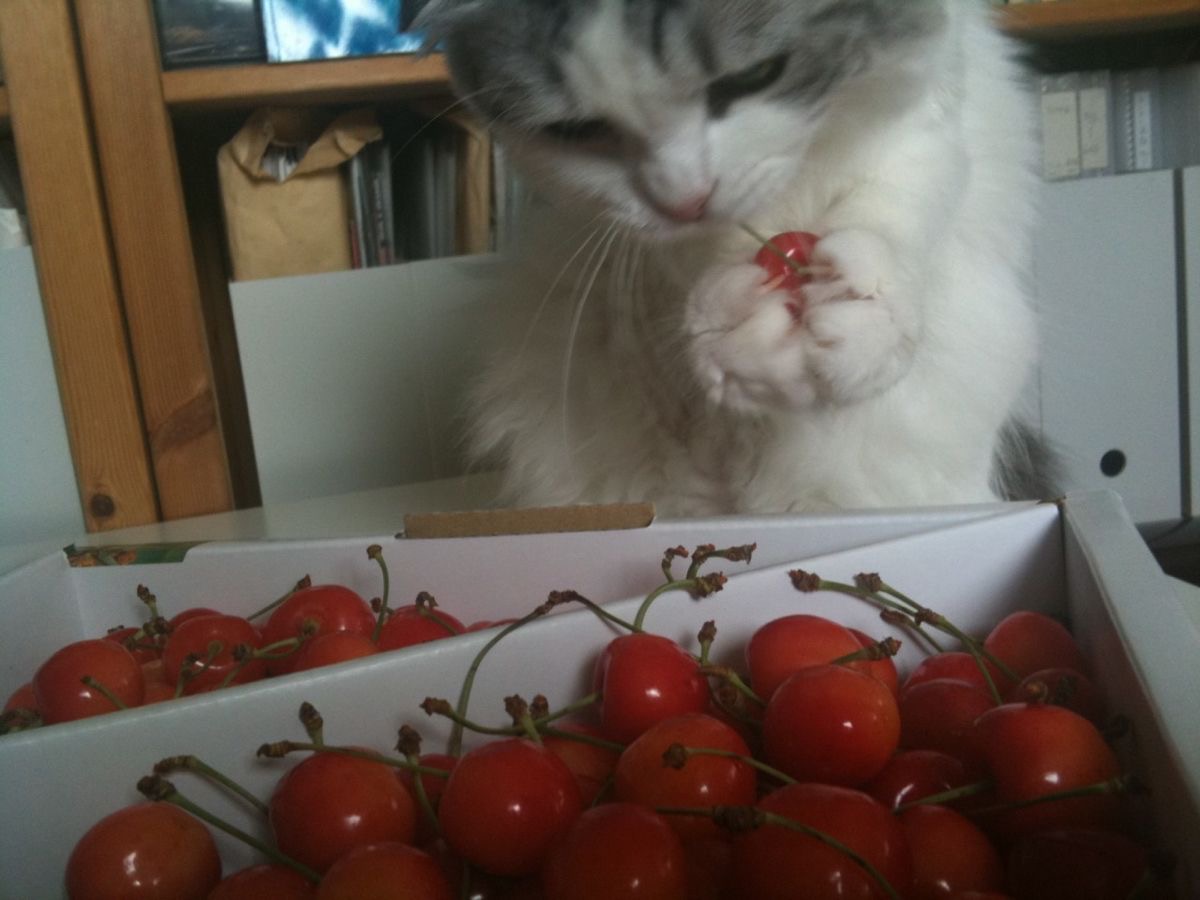 cats.jpg (@catsdotjpg) on Twitter photo 