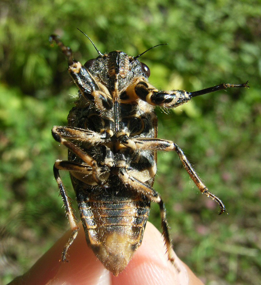 gecko / the eccentric explorer 𓆣 (@gecko28651371) / X