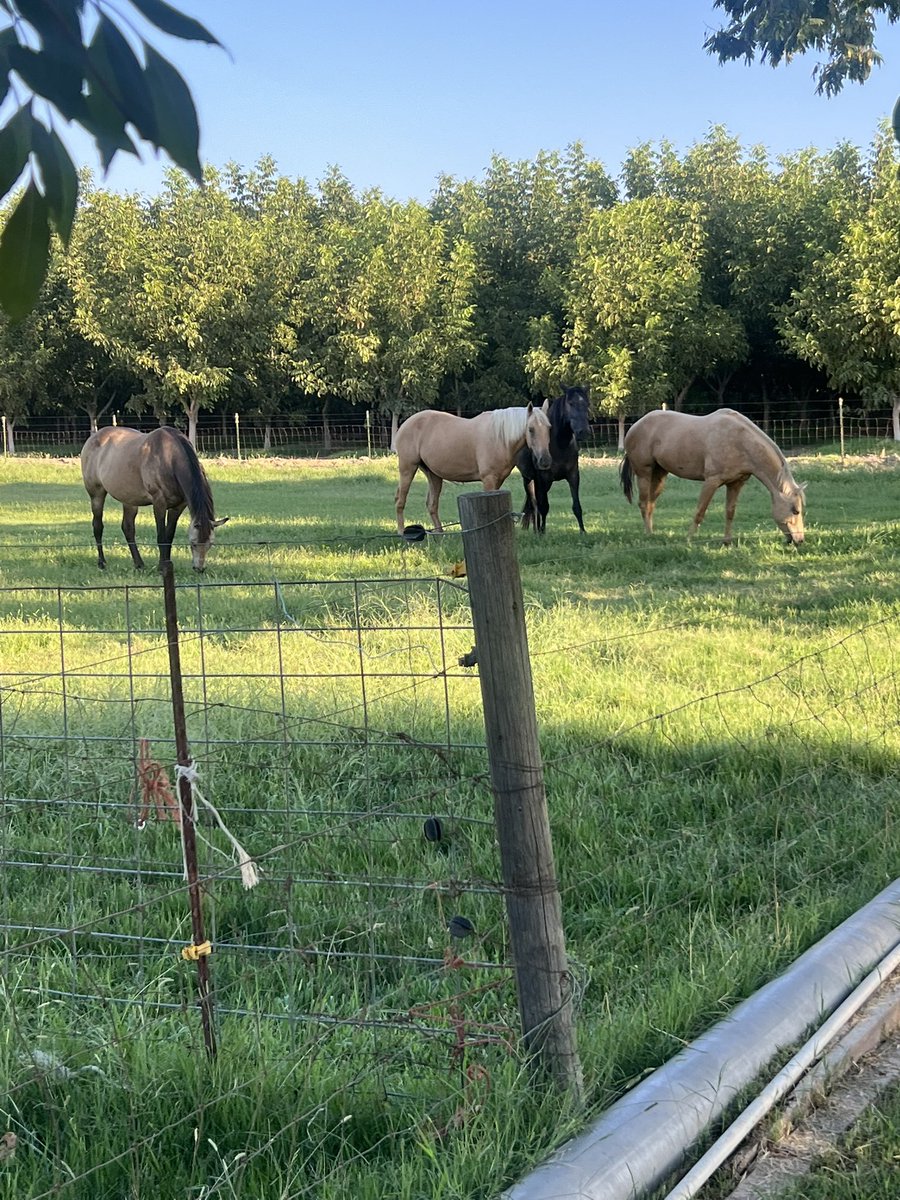 Out at the ranch for opening day of Dove season
