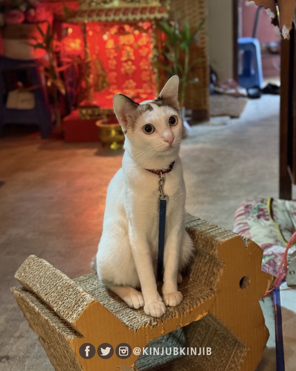 kinjubkinjib - กินจุ๊บกินจิ๊บ tweet media