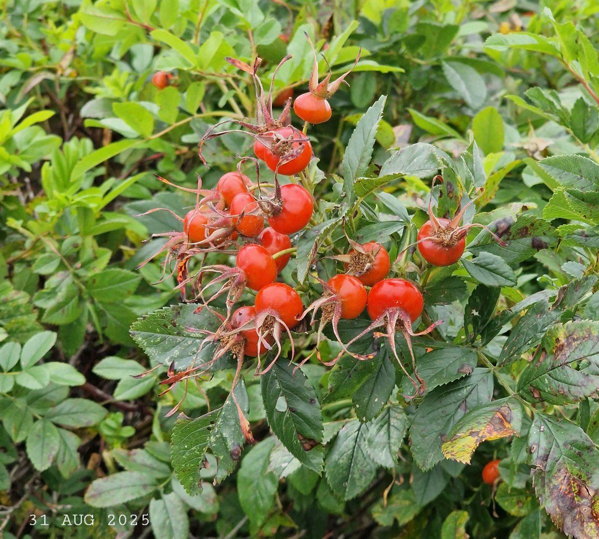 IDadzkov's tweet photo. Sweet briar with ripe fruits. Äpelros med mogna frukter.  Зрелые плоды шиповника душистого.
#nature #ripening #fruits #SweetBriar #äpelros #RipeningPhoto https://t.co/7xd9QqFfIm