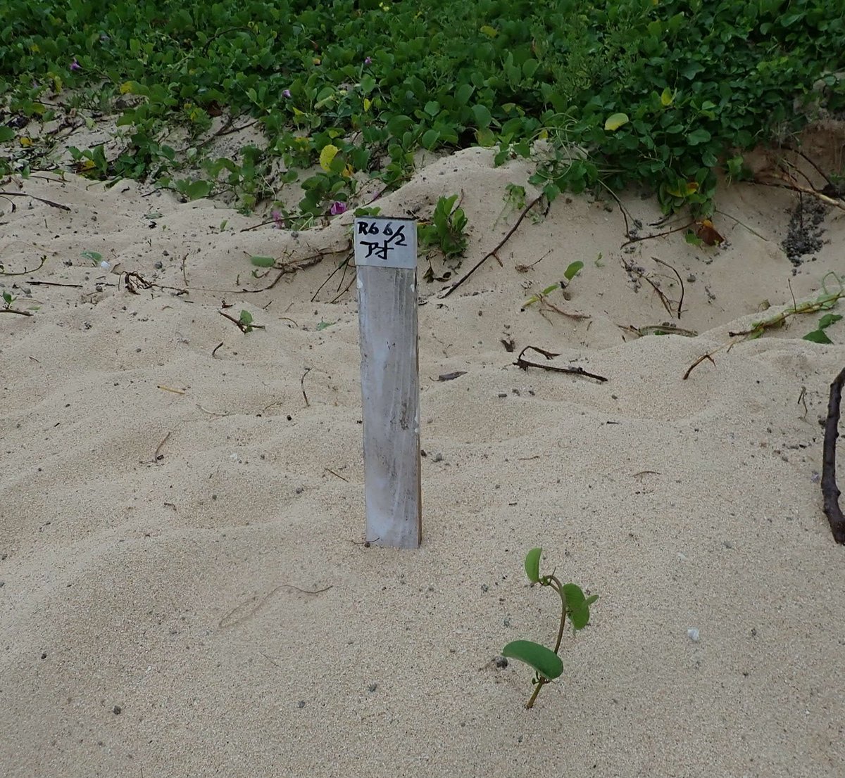 sskumgm's tweet photo. ウミガメの足跡当てクイズに挑戦したい方には初夏の与論島がオススメ。
産卵調査がされて立て札があるので、アオウミガメかアカウミガメか、答え合わせができます。
#与論島 #アカウミガメ #アオウミガメ https://t.co/KJOq7QgbFd