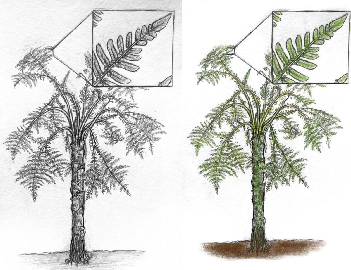 Medullosa sp., a Carboniferous seed fern, for the Joliet Area Historical Museum