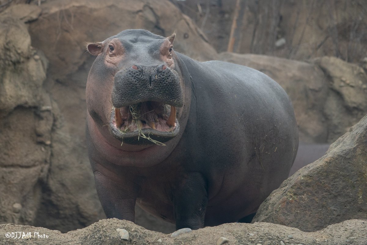 Fiona the hippo 😍 No notes 🤩