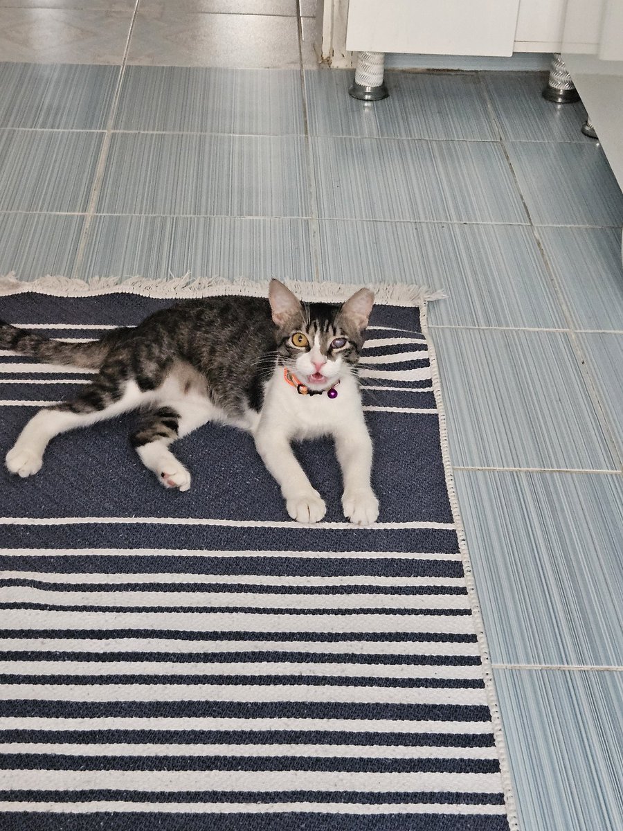 Fakir fukara annem bana bugün tasma aldı hiç hoşlanmadım annemi yokeder misiniz? Tasma görülmediği icin haykosu kocakafa diyo