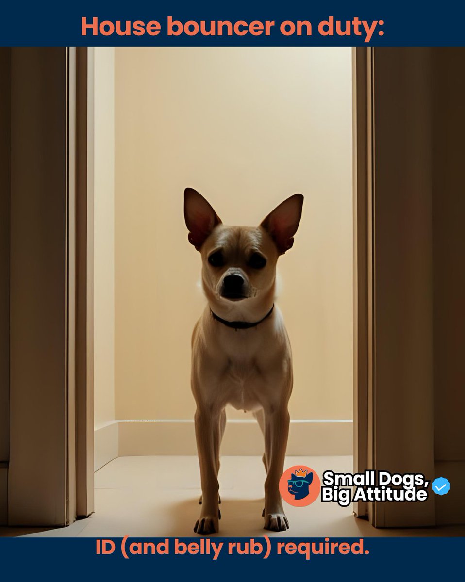 SmlDogs_BigAtti's tweet image. House Bouncer on Duty Meme #DogMemes #TinySecurity #Relatable
