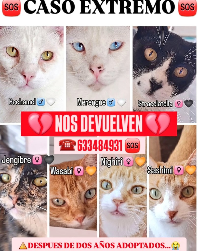 Erta2017's tweet image. #Puzol  #Valencia

        ¿Podéis difundir?

Y #adoptar ?

Una descerebrada adopta SIETE gatos 

A los 2 años se cansa y los devuelve💔

Si no sale nada, van a la perrera.

 #AcogidaUrgente #Adopcion 
               Pueden viajar