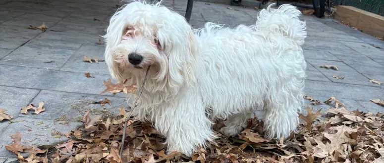 MOSHI IS MISSING IN FAIRVIEW, NJ: last seen at Anderson Avenue and 7th Street. He's 11 pounds and chipped: 985113009818149. If you've seen or found him please call 888-466-3242 and PLEASE RT MOSHI!