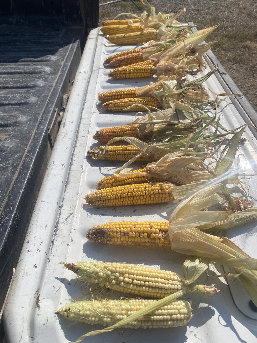 Defund the USDA 2.0 (@dusty3080467325) on Twitter photo RedLineHybrids Seed Production fields are showing the results of a good growing season
Seed Corn can look pretty onery most years
Blessed beyond expectations
<a href="/LineRed8039/">RedLineHybrids</a>
$125 Gly Tolerant Seed Corn
Independent and US Farmer owned RedLineHybrids Seed Production fields are showing the results of a good growing season
Seed Corn can look pretty onery most years
Blessed beyond expectations
<a href="/LineRed8039/">RedLineHybrids</a>
$125 Gly Tolerant Seed Corn
Independent and US Farmer owned