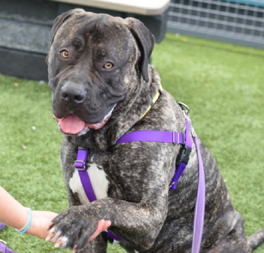 NMBewitched's tweet photo. Tank is back ay #QACC 
#NYCACC 

Seriously? 
What are you people doing? 
This hunky lover boy
WTF! 

Still #adoptable because he is that divine! 
#AdoptMe 
#LaborDay https://t.co/ili0kvvobX