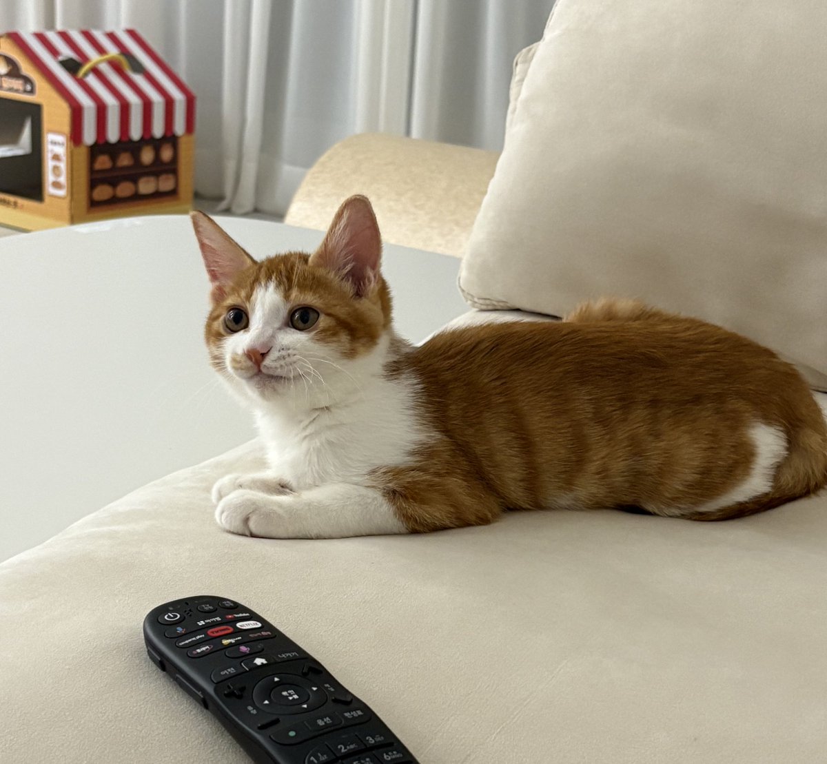 담이는 꽤 유명한 사랑둥이인데요 
예전엔 안아들고 뽀뽀하면 눈을 휘둥뜨고 당황하더니 
지금은 누나가 주둥이만 들이대도 고개 들고 뽀뽀를 해주는 고양이가되었으며…