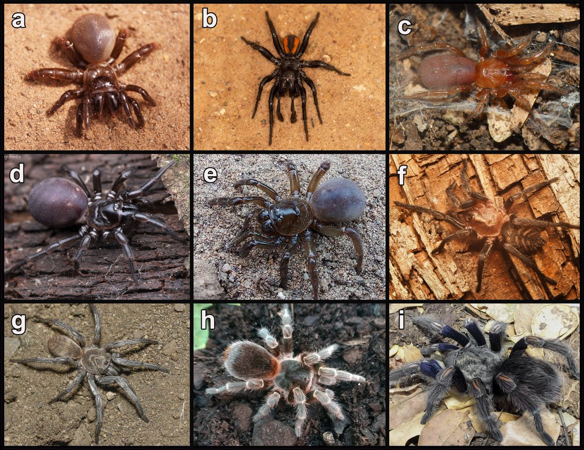 #LiteratureNotice. Montenegro Vargas, R. y Aguilera, M.A. (2025) Arañas migalomorfas (Araneae: Mygalomorphae) de Chile: aspectos generales y primera clave de identificación para familias.
biotaxa.org/rce/article/vi…