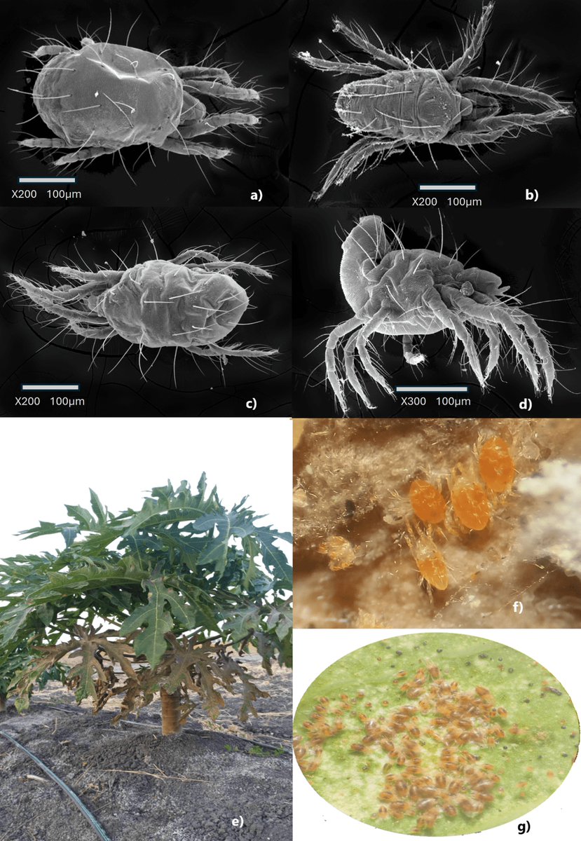 #LiteratureNotice. Chaires-Grijalva et al. (2025) First record of tetranychids mites (Acari: Trombidiformes: Tetranychidae) in papayo orchards in Tamaulipas, Mexico.
biotaxa.org/rce/article/vi…