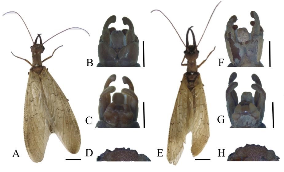 #LiteratureNotice. Cidade Martins, M.D., da Silva Santos, E., Duarte Alenkar, C.E.R. (2025) Unveiling the wings: New South American records for Corydalus diasi Navás, 1915 (Megaloptera: Corydalidae).
biotaxa.org/rce/article/vi…