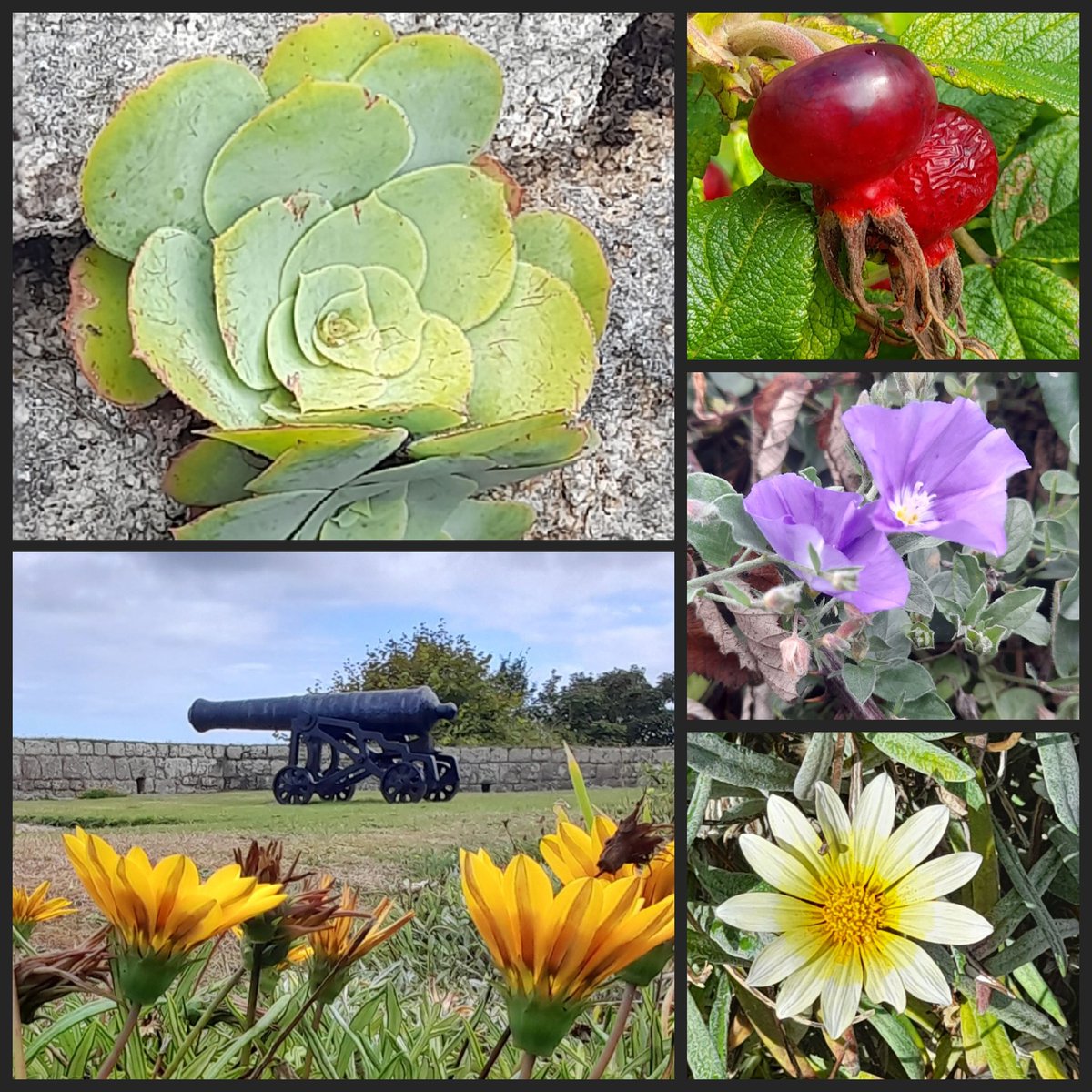 Flora &amp; fauna of the Isles of Scilly
