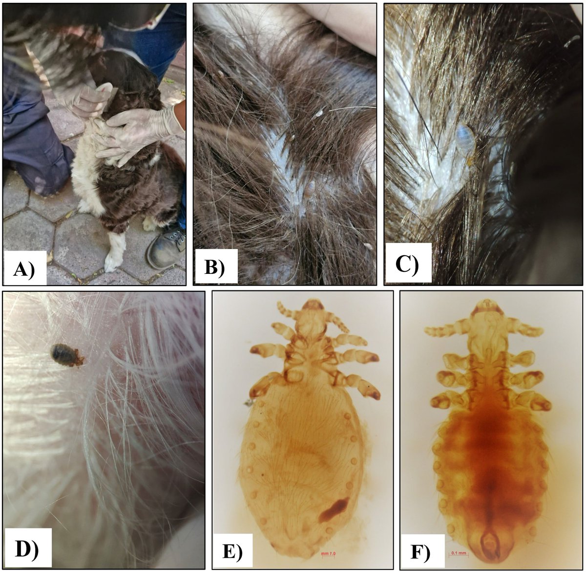 #LiteratureNotice. Zazueta-Islas et al. (2025) Confirmation of hemoplasmas in Linognathus setosus(vol Olfers, 1816) (Psocodea: Anoplura: Linognathidae) infesting domestic dogs in Mexico City, Mexico.
biotaxa.org/rce/workflow/a…