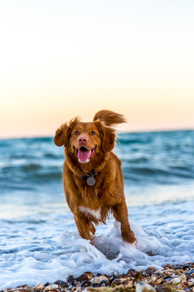 Welcome back to the beach furry friends! 🐾🐶🌊

#dogfriendly #dogspermitted #september1st