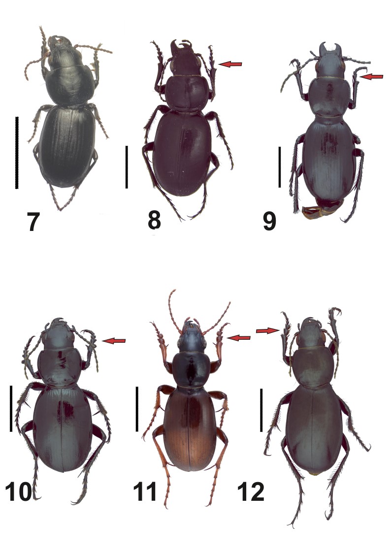#LiteratureNotice. Roig-Juñent, S., Cid-Arcos, M., Miras, D. (2025) Las especies de Baripus Dejean, 1828 (Coleoptera: Carabidae: Broscini) de Chile: nuevos registros y claves para la identificación de los géneros de Broscini y las especies de Baripus.
biotaxa.org/rce/article/vi…