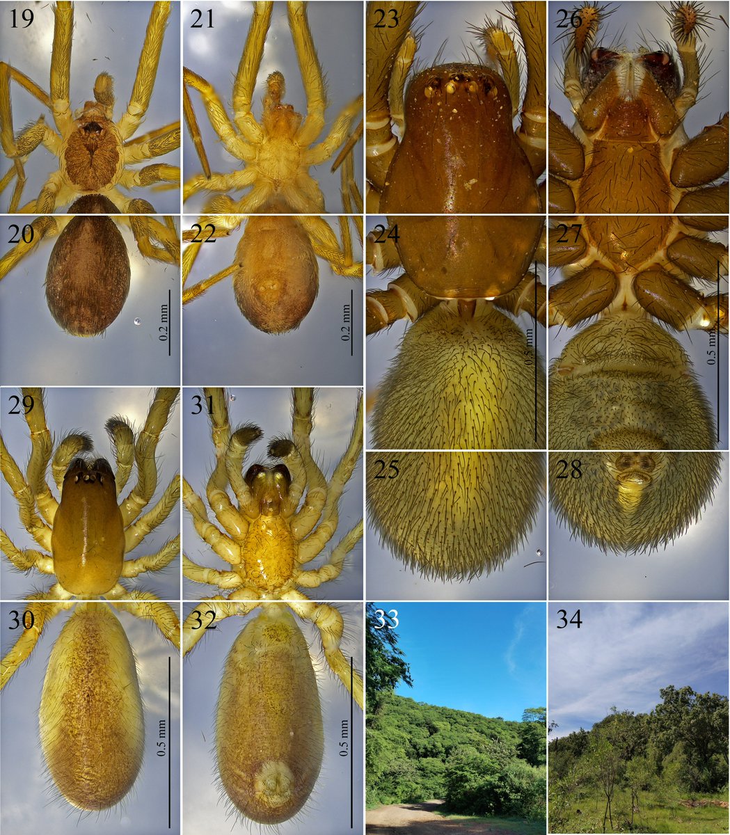 #LiteratureNotice. Alcántar-Valenzuela, J.J., Moreno-Aguilar, A., Chamé-Vázquez, D., Ley-Quiñónez, C.P., Jiménez, M.-L. (2025) Nuevos registros de arañas (Arachnida: Araneae) para el estado de Sinaloa, México.
biotaxa.org/rce/article/vi…