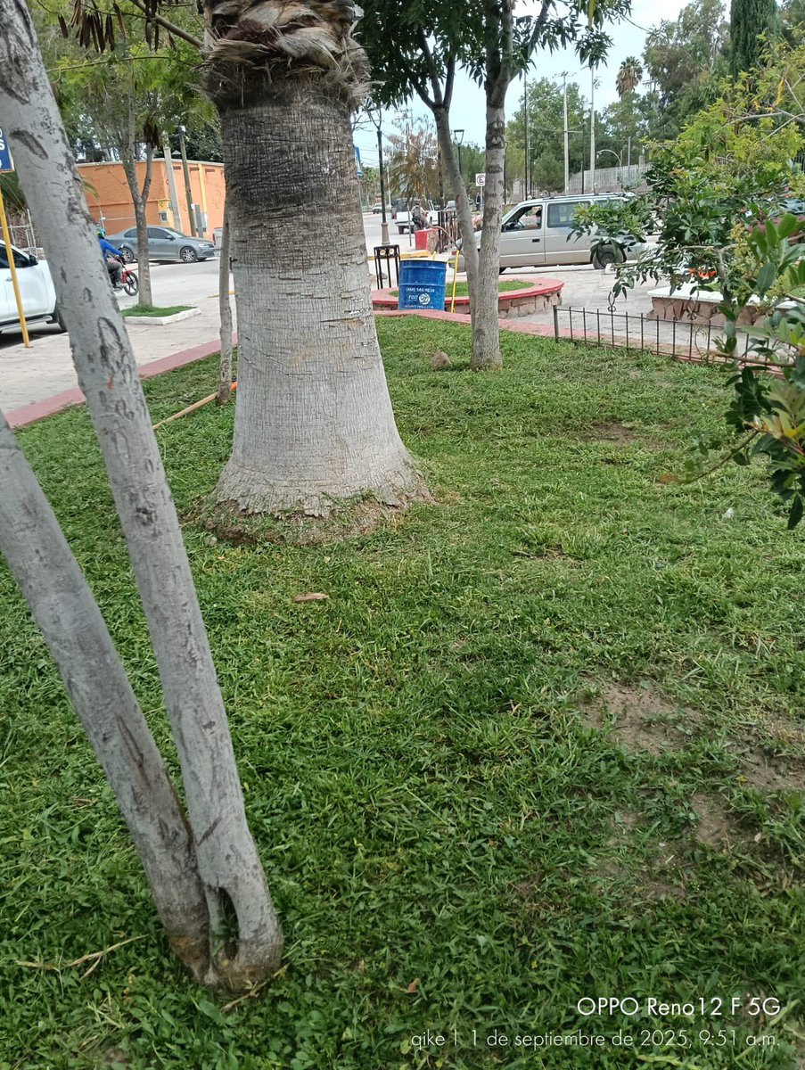 🌳🧹 Nos encontramos realizando trabajos de limpieza, pintura y poda en la plaza principal de nuestra delegación.
En un momento más, comenzaremos con los trabajos en la Plaza de la Rosa. 💪✨
#SanLuisAmable
<a href="/EF_Galindo/">Enrique Galindo C</a>