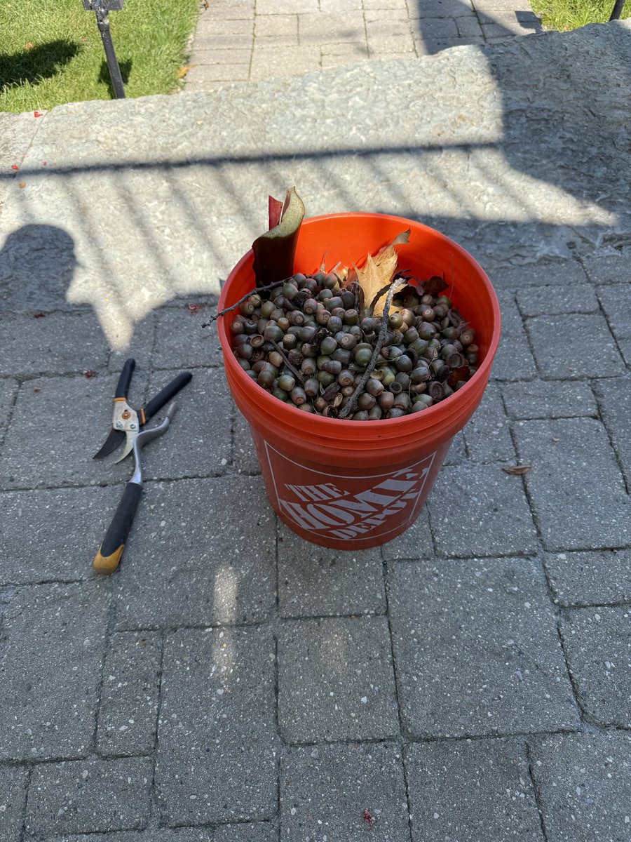 Our garden is winding down &amp; now it’s acorn season. 🤦‍♀️<a href="/ChrisWigent/">Chris Wigent</a>