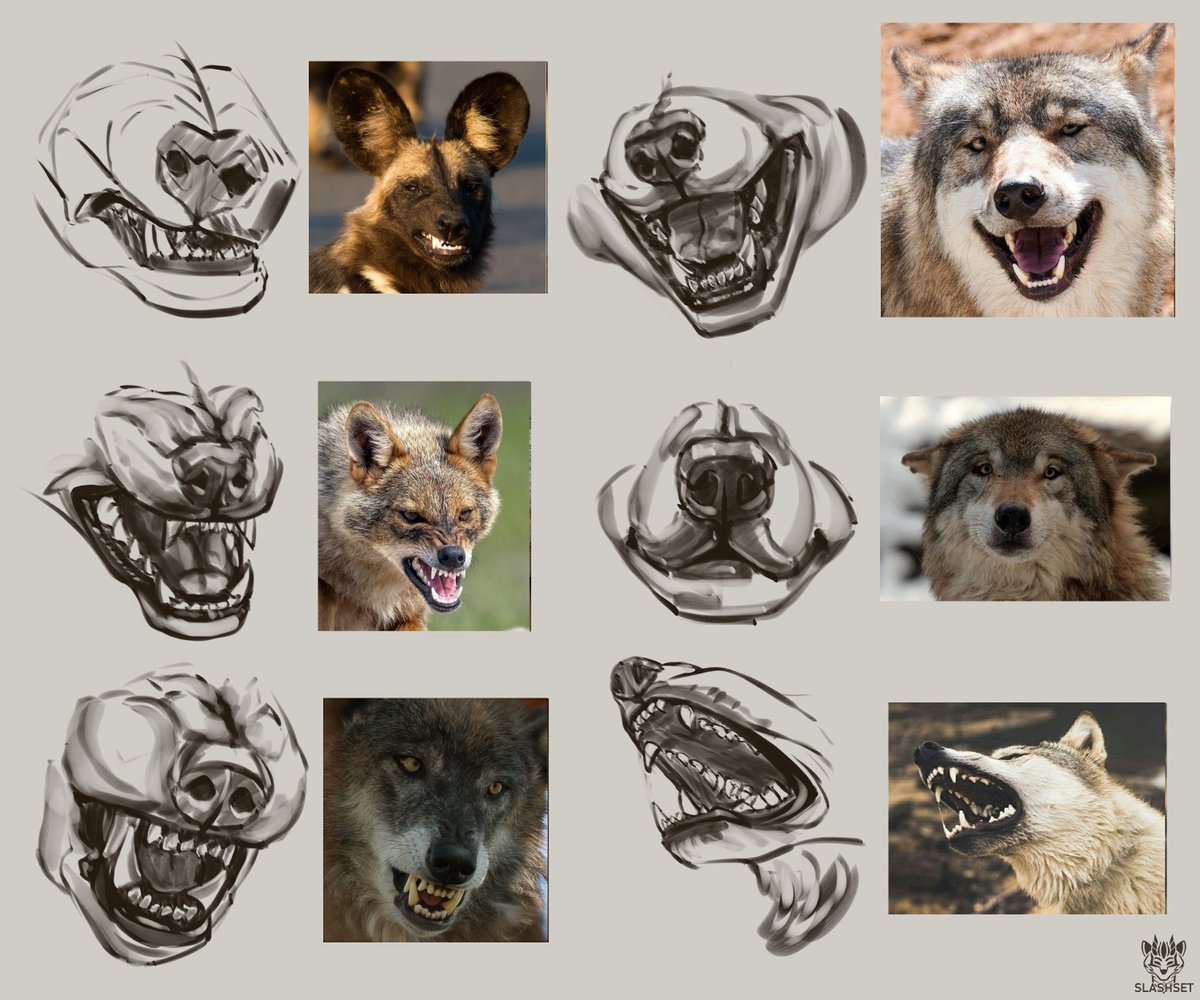 Maws study 🐺