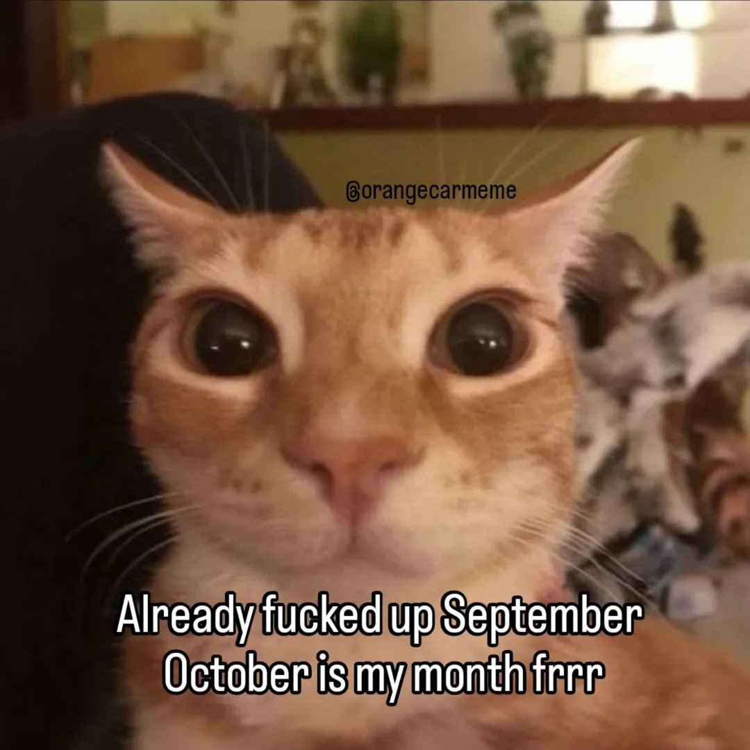 literallymecats's tweet image. 