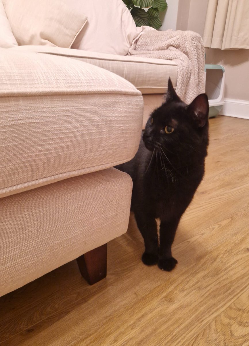 We recently helped to rehome Pepper and are so happy to say she’s settling in very well into her new home! 🐱
