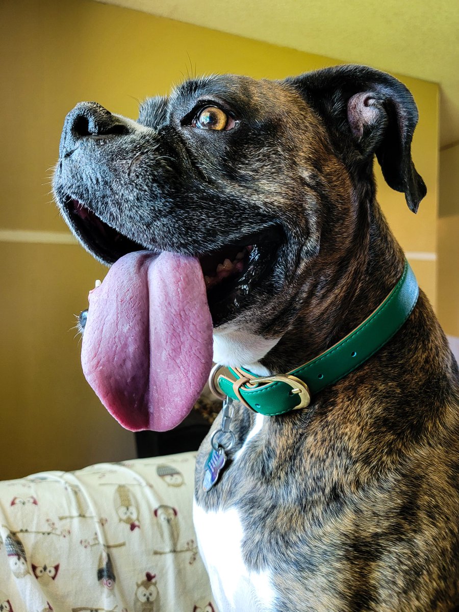 [TW: Pet Death]
Said goodbye to my girl yesterday.
I really don't know how to exist in the world without her.
11 years. She took a huge chunk of my soul with her across the bridge.
Miss you so much, Tasha Bug.