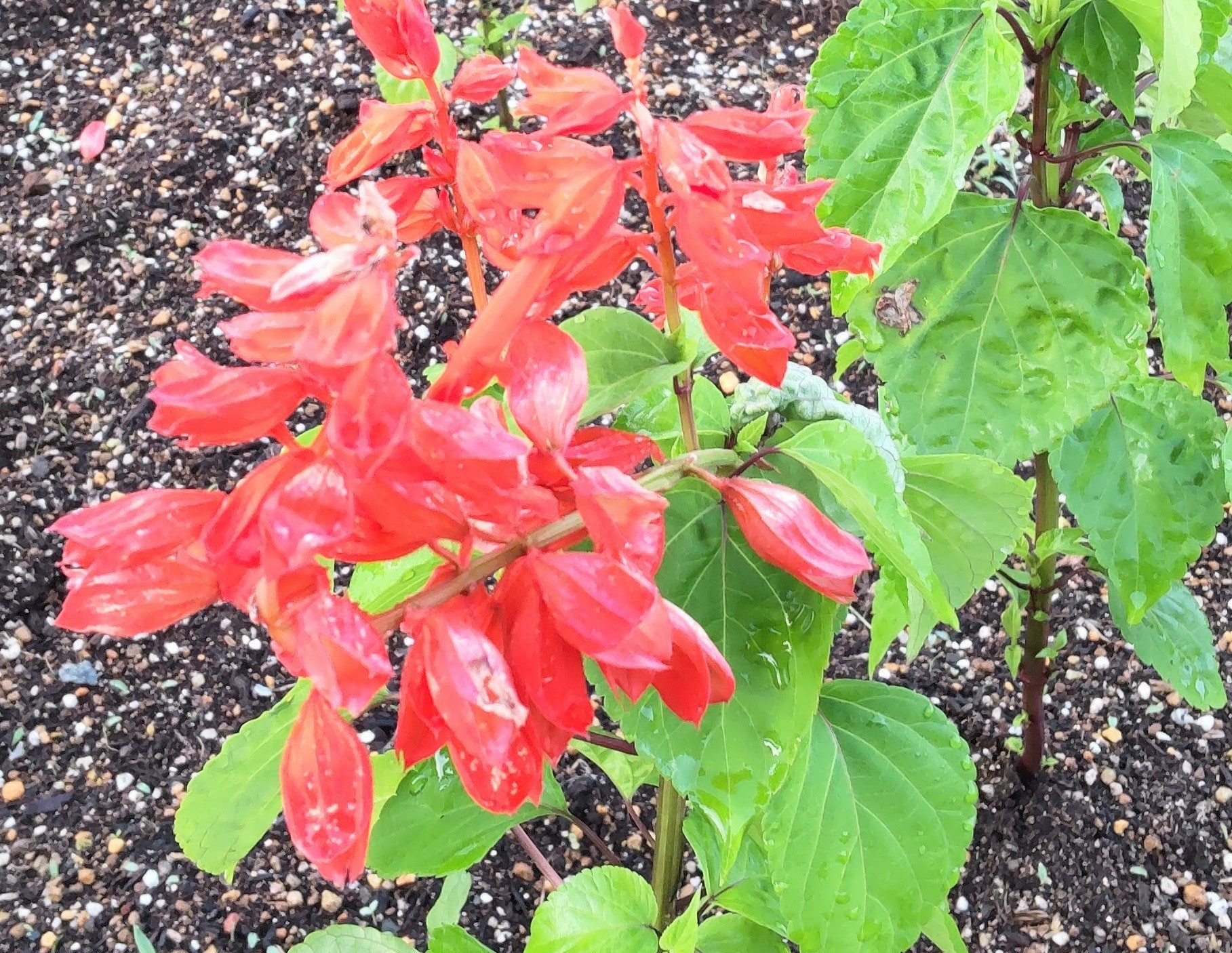 ヨッシー (@AOGSDkw5Qmr1X51) / X