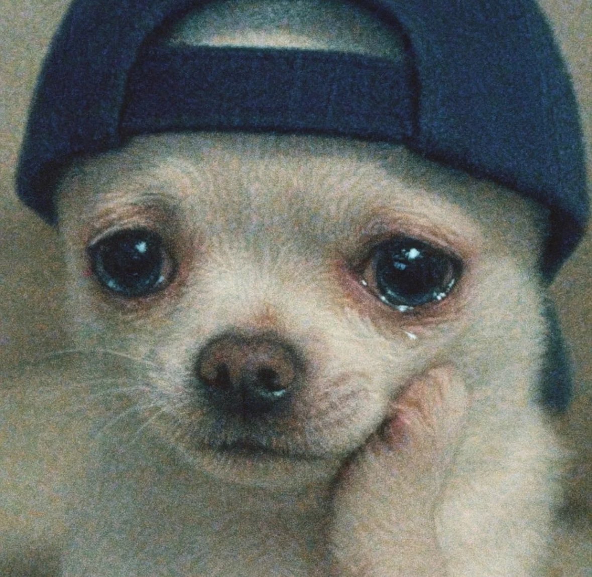 twaniimals's tweet image. Mood