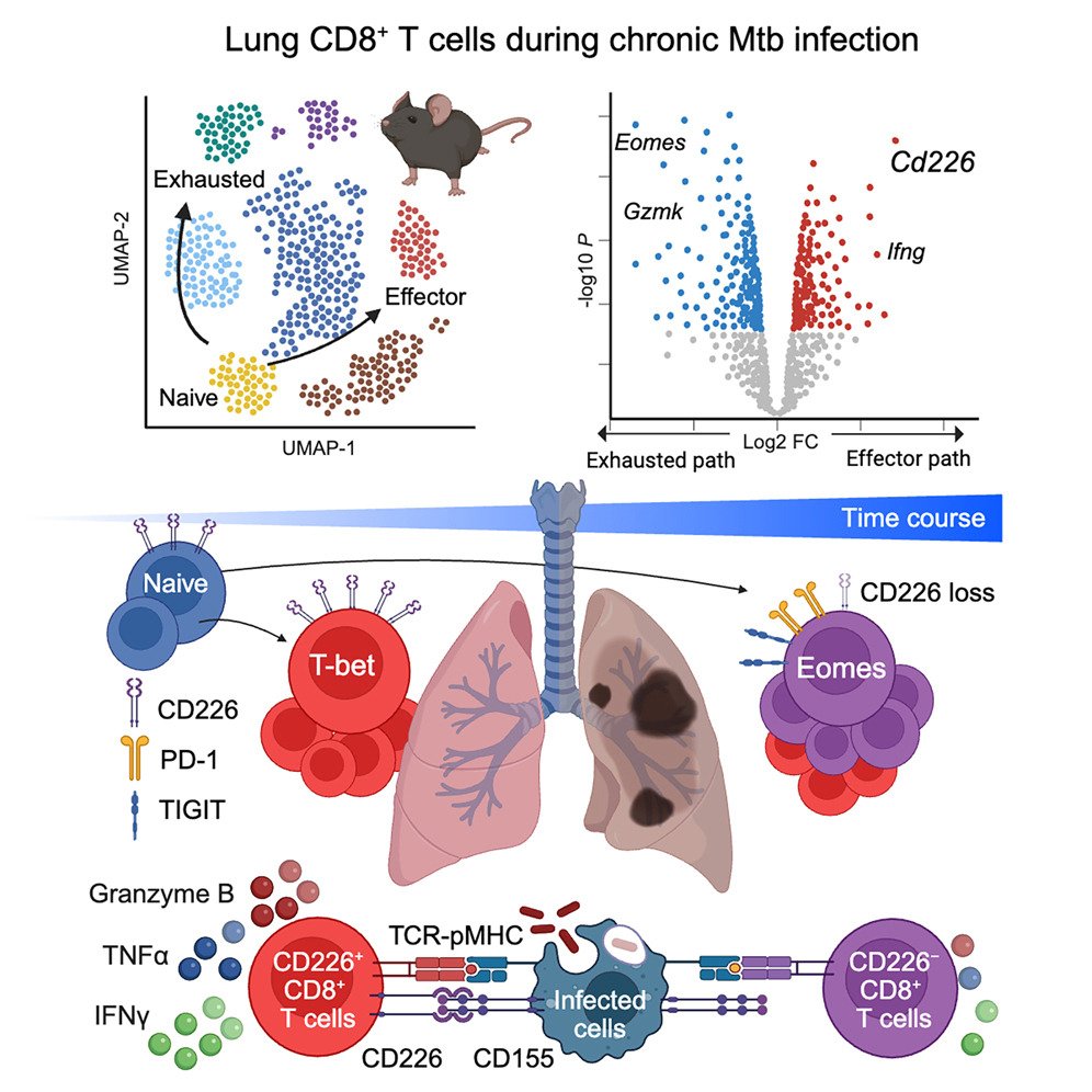 LabWaggoner's tweet image. CD226 identifies effector CD8+ T cells during tuberculosis and costimulates recognition of Mycobacterium tuberculosis-infected macrophages
cell.com/cell-reports/f… @CellReports @BeharLab 🇺🇸