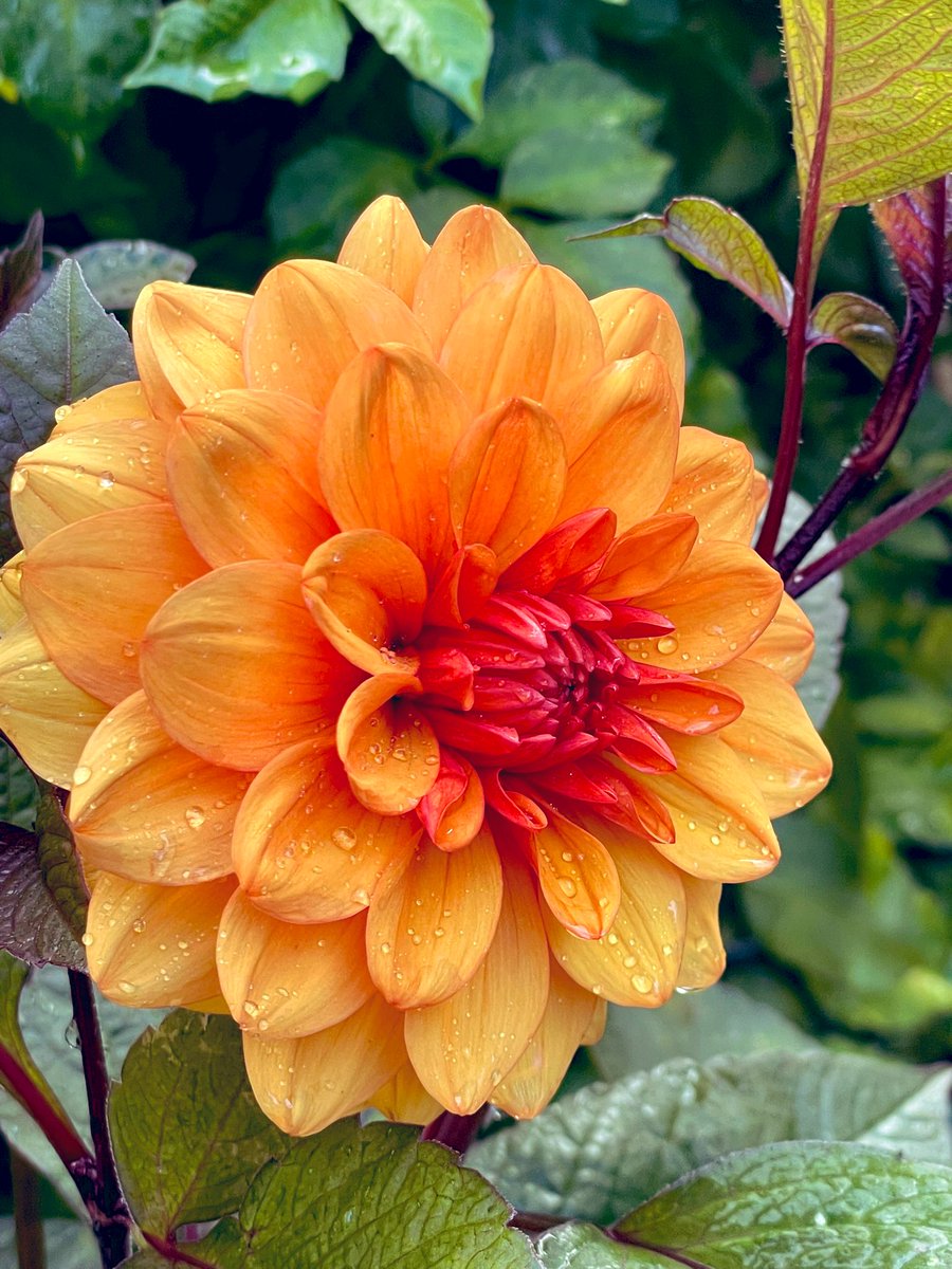 New out today. Finally! #flower #Dahlias #GardeningX