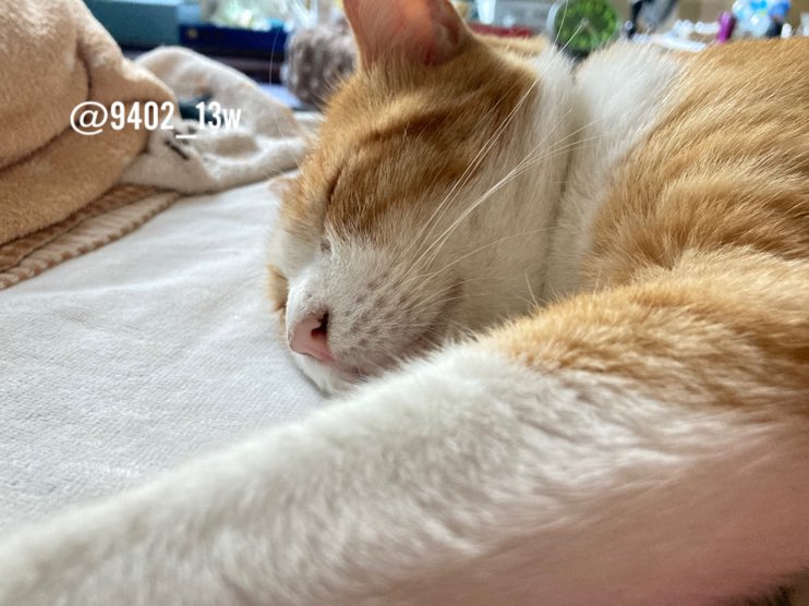 （@2ッ⭐︎♡ページ） ｷｭｰ•ｼｵｼﾞちょっと忙し (@9402_13w) / X