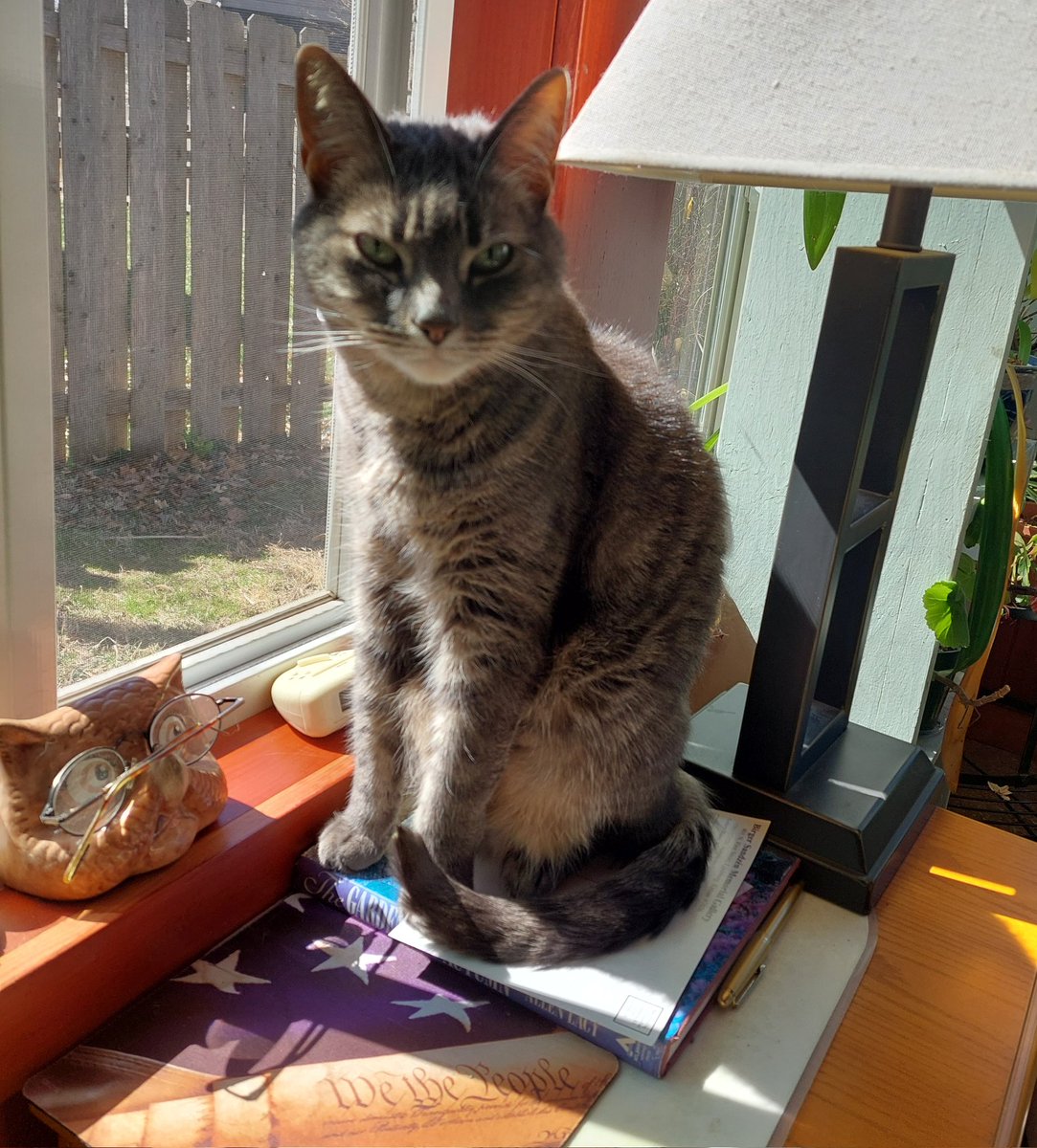 Said goodbye to my sweet Chaz today.  Kidney disease sucks.