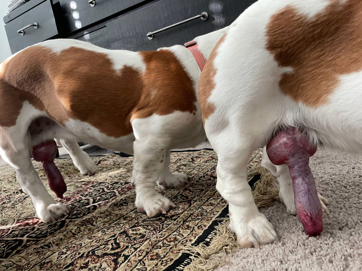 LiiaMorenoo's tweet photo. Retweet if you want a free nude in your DMs 💕 https://t.co/gDHyWHXT3d  to access my Dropbox with all my videos, with new ones added weekly! 🐶🐾🍆💦 https://t.co/99G8GJ7VnU