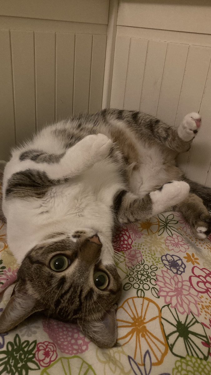 cutie