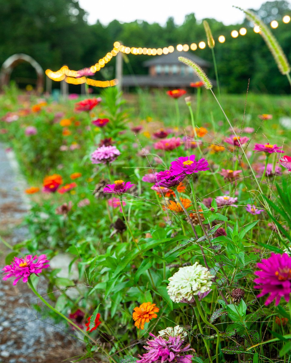 Beauty around every corner 🌸 (photo by Abe Draper)