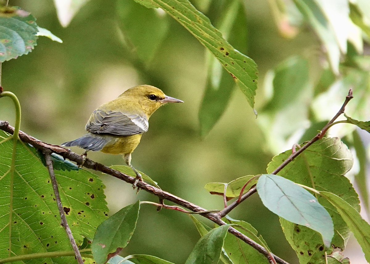 Blue-winged Warbler 
Today north of Swedish Cottage Marionette Theater <a href="/CentralParkNYC/">Central Park</a> 
#birdcpp 
#birdwatching