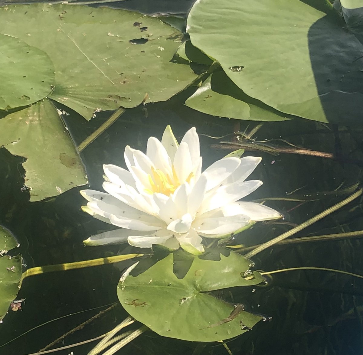 Water Lillies blossoming today!! 🤠🙏