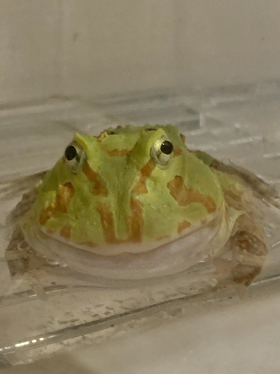 おはようございます☀
クツワアメガエル、クランウェルツノガエル販売中！エサ喰い良好です🐸
 #両生類好きな人と繋がりたい 
 #かえる