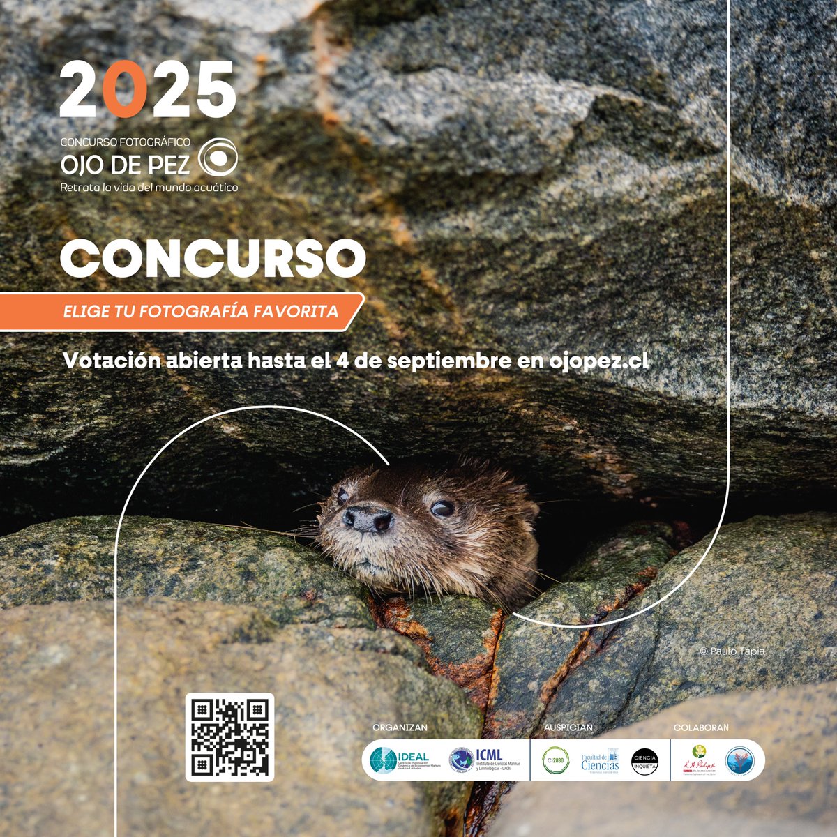 Centro IDEAL tweet media