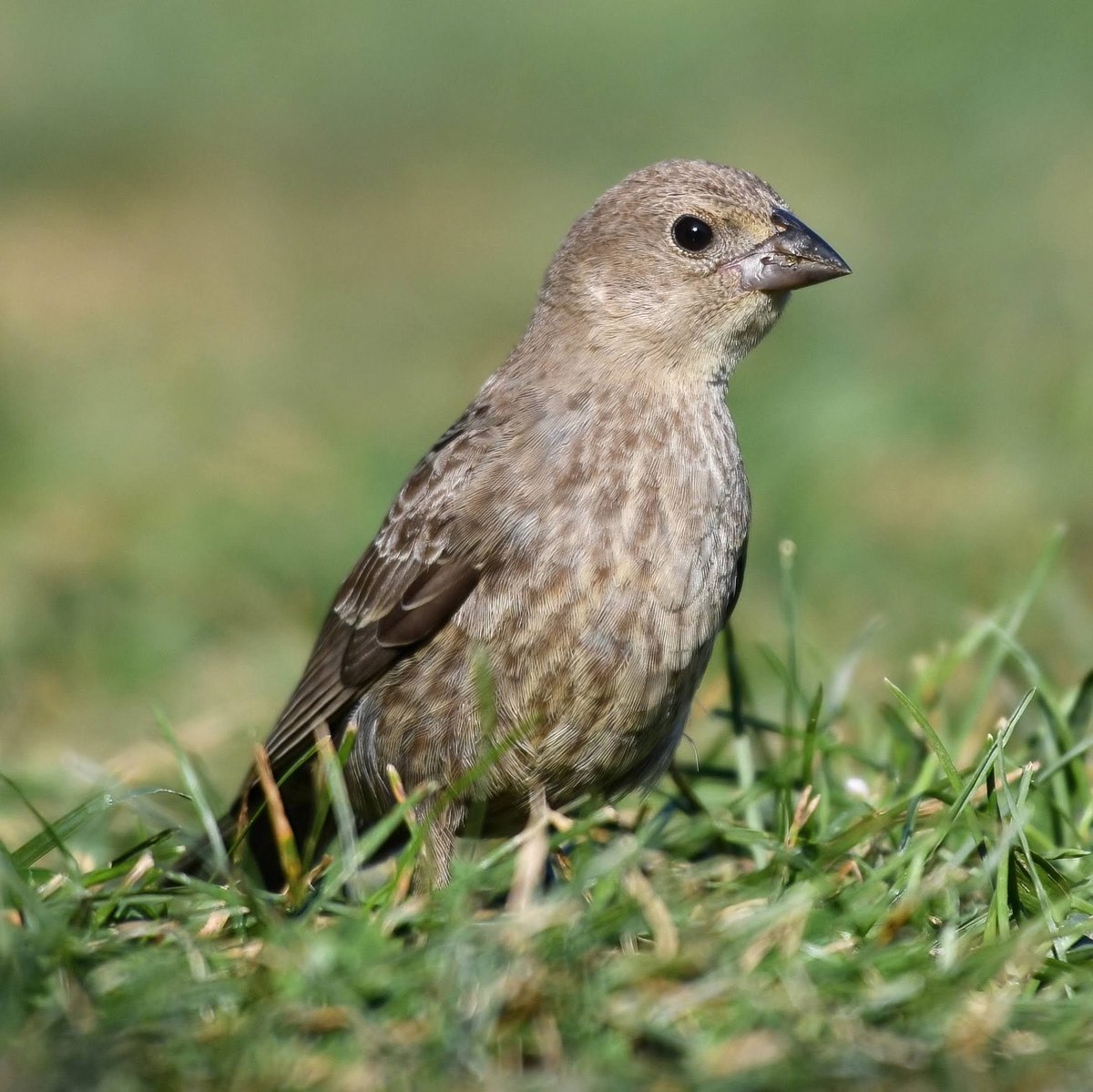 A Brown-headed Cowbird on the Central Park North Meadow.