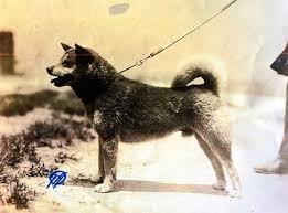 Preaching the gospel of $ISHI the OG DogFather everywhere 

I TOLD YOU MOMENT soon 

EARLY