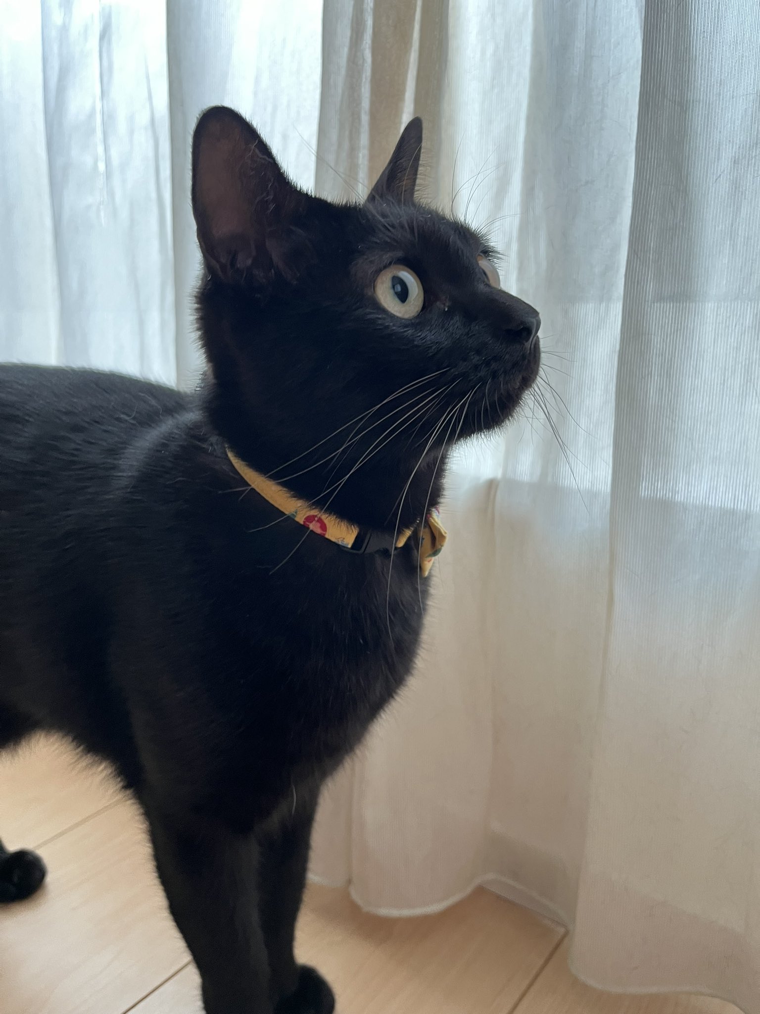 黒猫 猫別府 on X: 